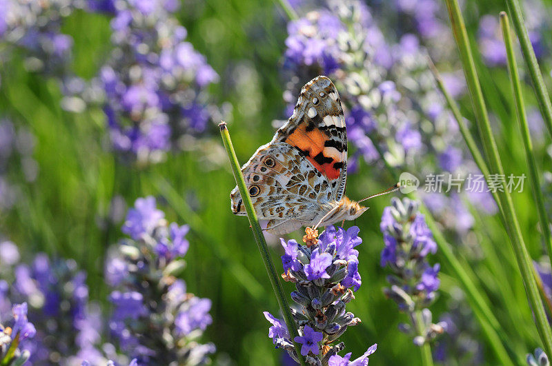 英国，Painted Lady Butterfly